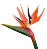استرزیا