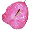 آنتریوم
